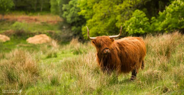 How Highland Cows Are Restoring Culloden Battlefield's Historic