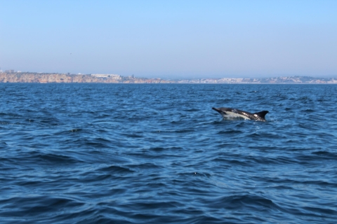 Ab Lagos: Delfin-Beobachtungstour per Boot