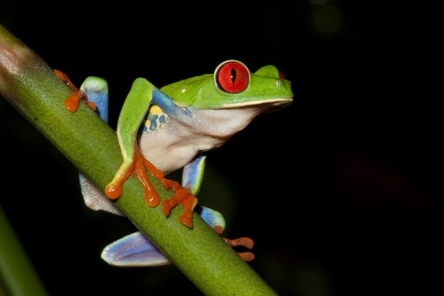 La Fortuna: Evening Frog Safari
