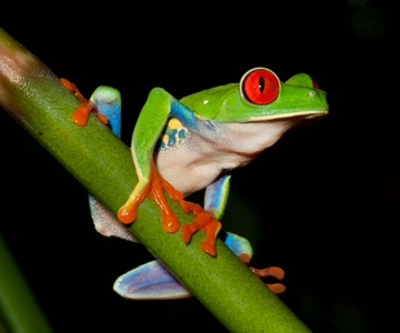La Fortuna: Evening Frog Safari