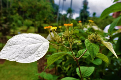 Kandy: Royal Botanical Garden & Tea Factory Tour Pick & Drop Without Entry Ticket in Royal Botanical Garden