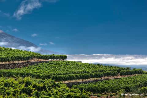 Tacoronte: Guided Winery Tour with Wine and Cheese Tastings