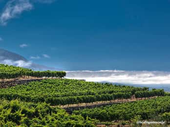 Tacoronte: Weingut-Führung mit Wein- und Käseverkostungen Tacoronte: Weingut-Führung mit Wein- und Käseverkostungen