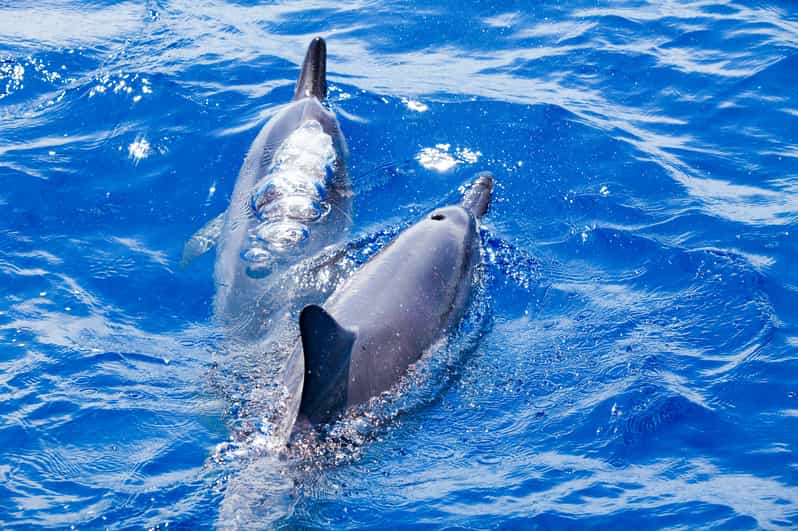 South Maui Molokini Wild Eco Adventure from Maalaea Harbor GetYourGuide