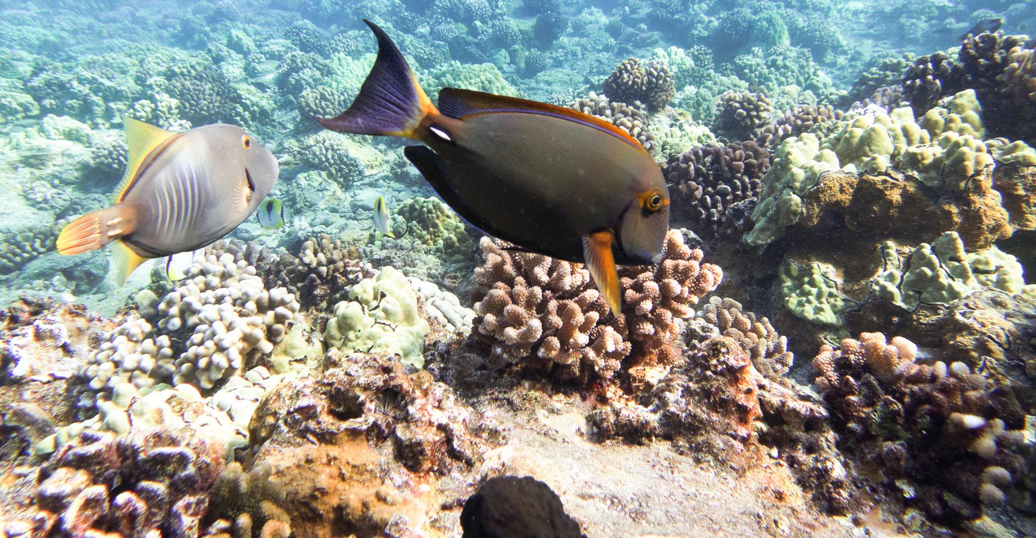 Maui Molokini Wild Eco Adventure from Maalaea Harbor TourMega