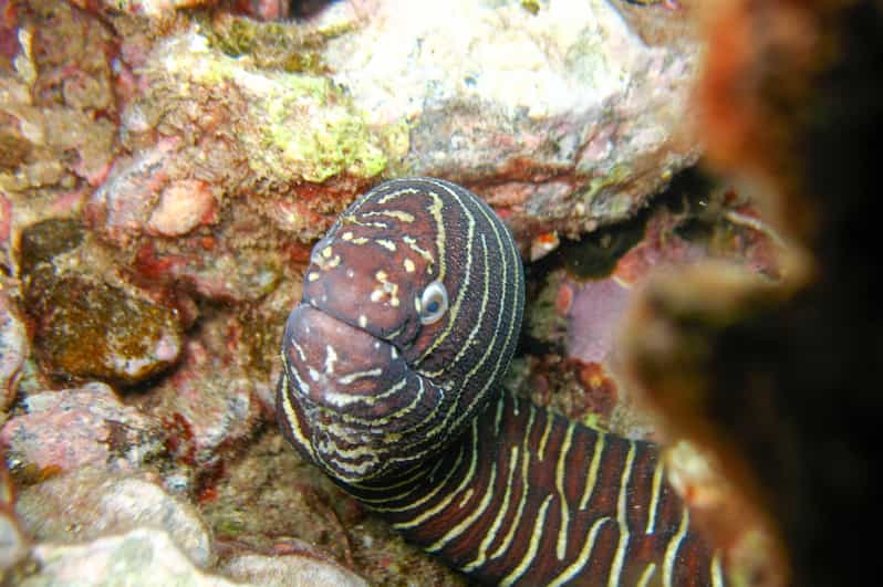 Maui Molokini Wild Eco Adventure from Maalaea Harbor GetYourGuide