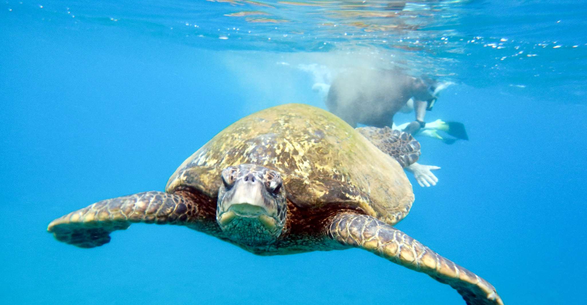 Maui Molokini Wild Eco Adventure from Maalaea Harbor TourMega