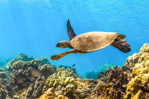 Maui: Eco-Friendly Molokini and Turtle Town Tour with Lunch