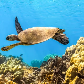 Maui: Eco-Friendly Molokini and Turtle Town Tour with Lunch