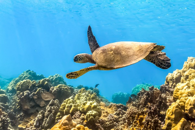 Visit South Maui Eco Friendly Molokini and Turtle Town Tour in South Maui