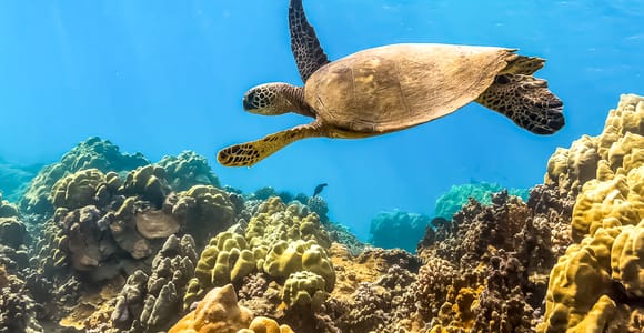 Maui: Eco-Friendly Molokini & Turtle Town Tour with Meals
