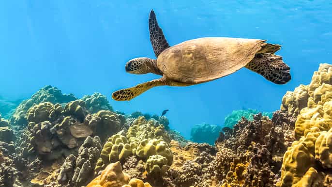 maui ecofriendly molokini and turtle town tour with lunch