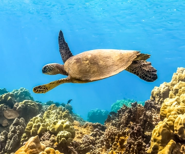 South Maui: Tour ecologico di Molokini e Turtle Town