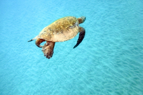 Maui : visite écologique de Molokini et ville des tortues