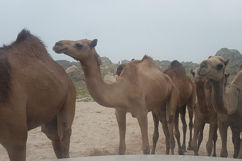 Salalah: Noche en campamento beduino con safari por el desierto