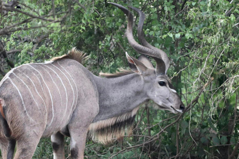 Dinokeng half safari for traveller's with limited time.