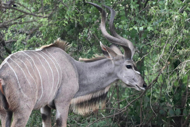 Dinokeng half safari for traveller's with limited time.