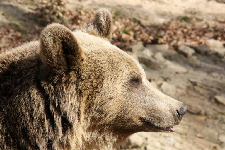 From Brașov: Bear Sanctuary with Ticket & Private Transport Brașov: Bear Sanctuary without Ticket & Private Transport