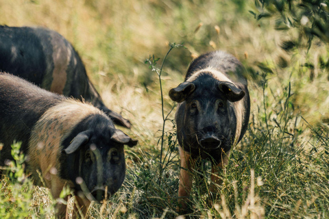 Verkostung von Wurstwaren und Olivenöl &amp; Besuch in der Nähe von Pisa und LivornoEnglisch
