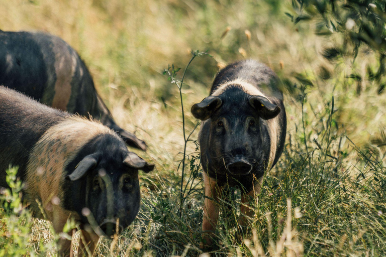 Dégustation de charcuterie et d&#039;huile d&#039;olive et visite près de Pise et Livourneanglais