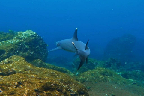 Itinerario B del Viaje a Galápagos (5D/4N) (2024)Camarote Doble Estándar - Alojamiento Doble (Nov 04 - Nov 08)