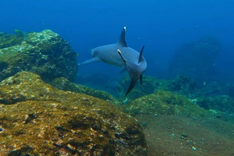 Itinerario B del Viaje a Galápagos (5D/4N) (2024)Camarote Doble Estándar - Alojamiento Doble (Nov 04 - Nov 08)