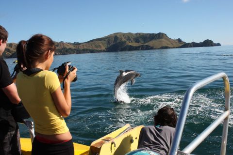Bay of Islands: Bay Discovery Cruise with Island Stop-Over