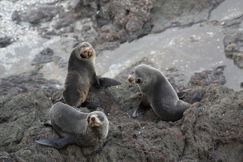 Bay of Islands: Bay Discovery Cruise with Island Stop-OverSummer 2:00 PM Scenic 4.5-Hour Cruise and Island Stopover