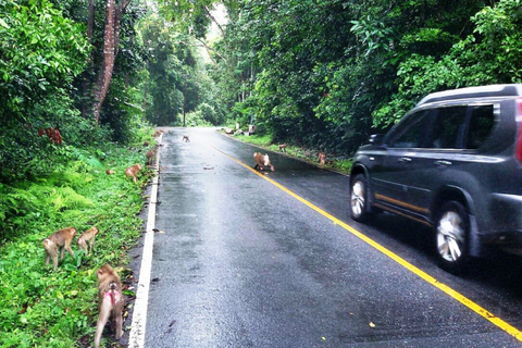 Nationaal park Khao Yai: junglewandeltocht vanuit BangkokNationaal park Khao Yai: junglewandeltocht in kleine groep