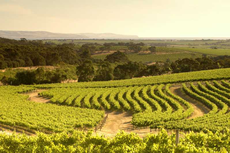 mclaren vale wine tour from adelaide