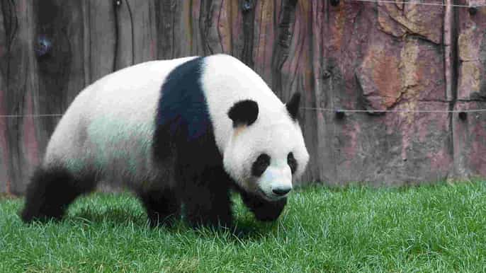 beijing summer palace lama temple panda garden