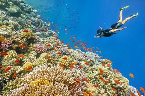 muscat 2hour snorkeling tour