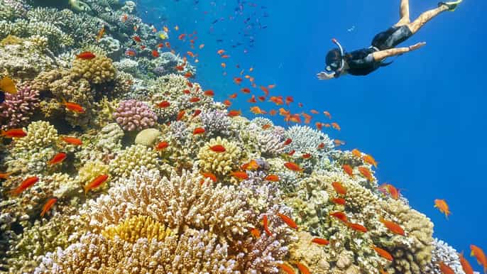 muscat 2hour snorkeling tour
