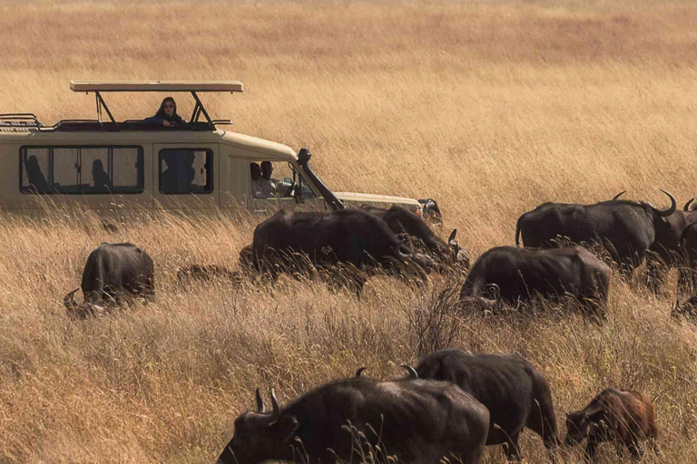 11 dni najlepszego safari w Kenii i Tanzanii na prywatnym kempingu z namiotami