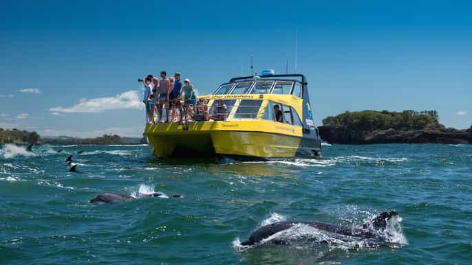 bay of islands dolphin nature cruise