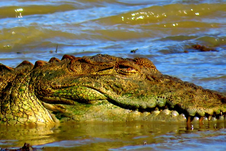 From Colombo: Udawalawa National Park Wildlife Safari