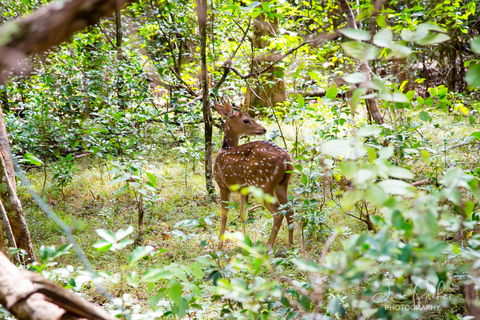 Wilpattu National Park Safari Tour from Colombo