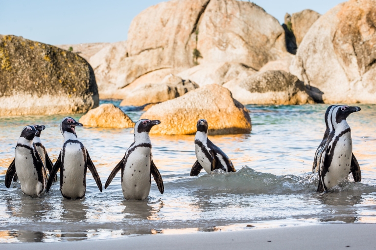 Península del Cabo: tour en grupo reducido con pingüinosPenínsula del Cabo: tour compartido de un día con pingüinos