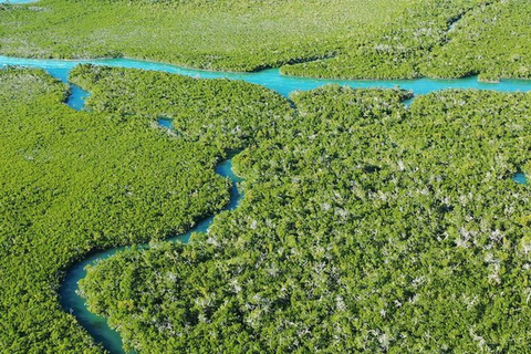 Key West Area: Guided Clear Kayak Eco-Tour