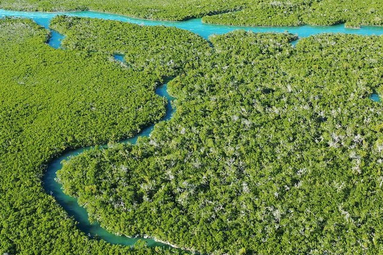 Key West Area: Guided Clear Kayak Eco-Tour