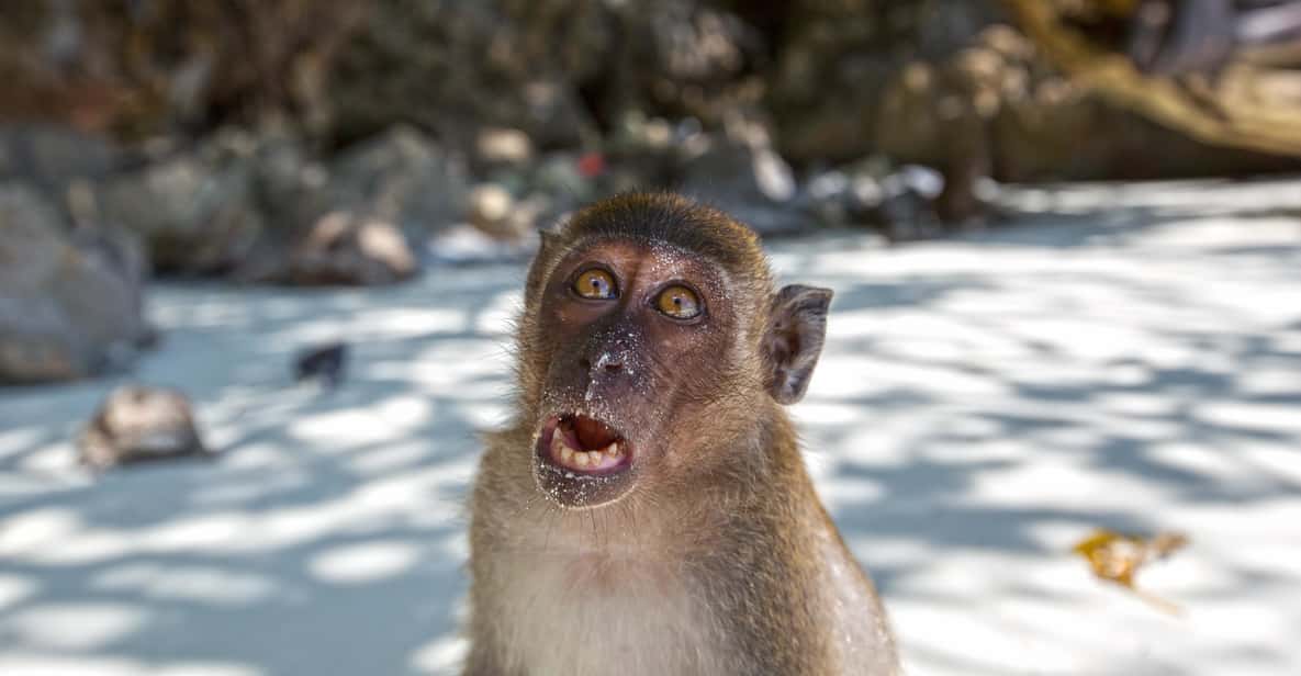 From Phuket Or Khao Lak: Phi Phi Islands Early Bird Tour