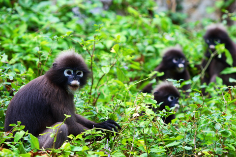 Samui: Angthong National Marine Park Day Trip by Speedboat Angthong National Marine Park - Snorkeling & Kayaking