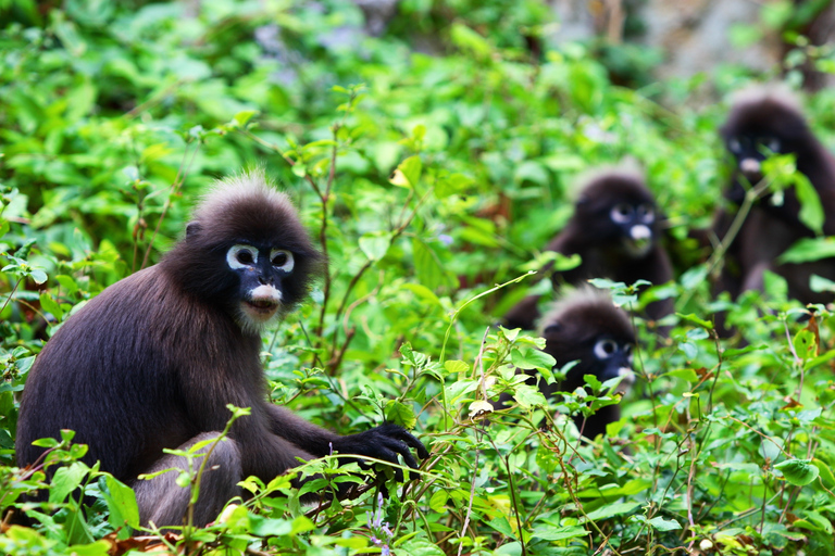 Samui: Angthong National Marine Park Day Trip by Speedboat Angthong National Marine Park - Snorkeling & Kayaking