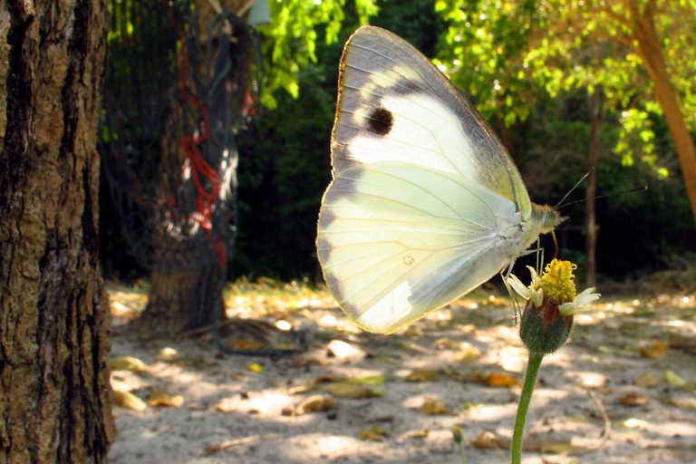 Samui: Angthong National Marine Park Day Trip by Speedboat Angthong National Marine Park - Snorkeling & Kayaking