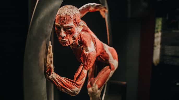heidelberg body worlds museum entrance ticket