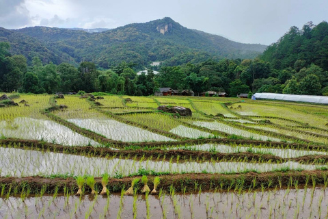 Chiang Mai: Mae Ya Waterfall & Pha Dok Siew Trail Trek Small Group Tour With Meeting Point Pickup