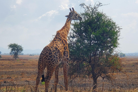 MIKUMI NATIONALPARK DAGSUTFLYKT FRÅN ZANZIBAR MED FLYG