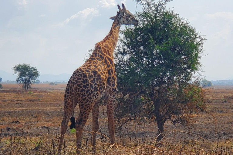 BEST DAY TRIP SAFARI FROM ZANZIBAR TO MIKUMI PARK BY FLIGHT