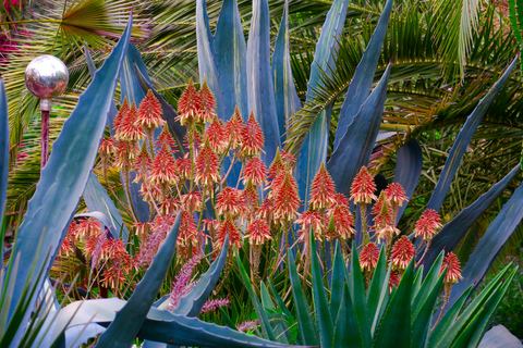 Marrakech: entrada y traslados al jardín ANIMA André Heller