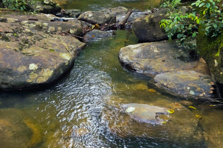 From Colombo: Sinharaja Kithul Toddy Tasting & Stream Bath